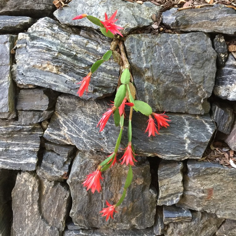 plant image 885591 plant image 885591