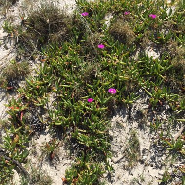 Carpobrotus