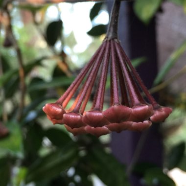 Hoya Carnosa