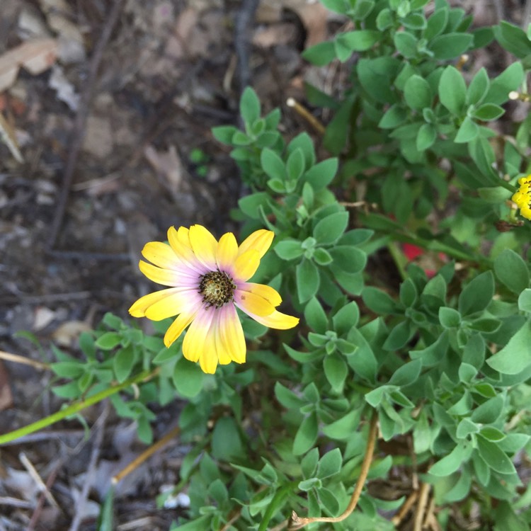 plant image 890126