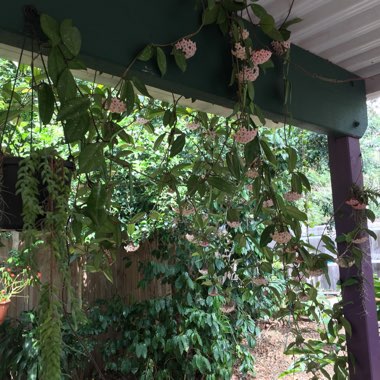 Hoya Carnosa