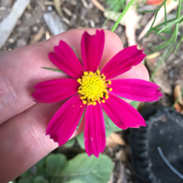 plant image 909515