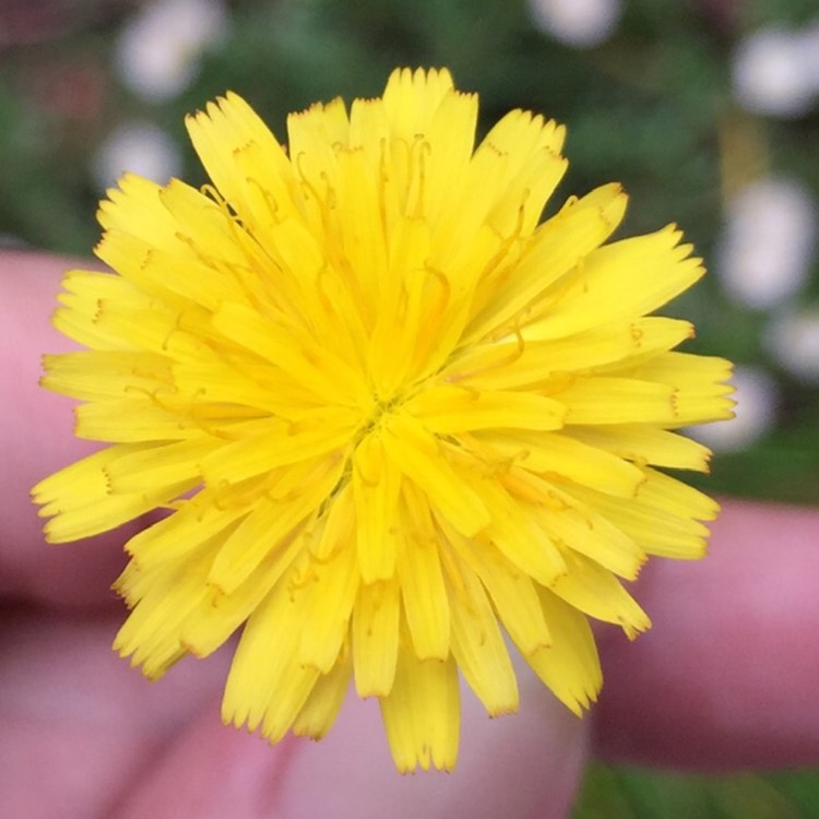 Plant image Agoseris