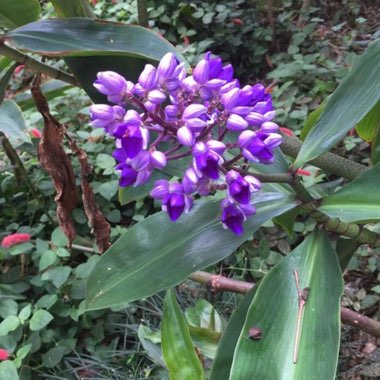 Dichorisandra Thyrsiflora