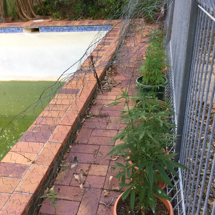 Plant image Cannabis sativa