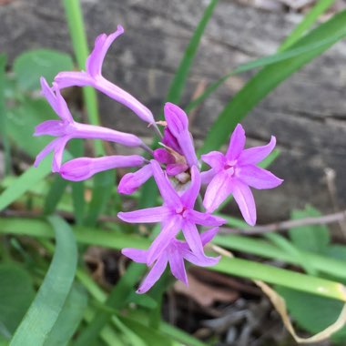 Tulbaghia violacea
