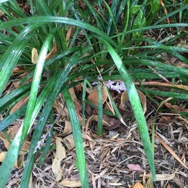Liriope muscari 'Moneymaker'