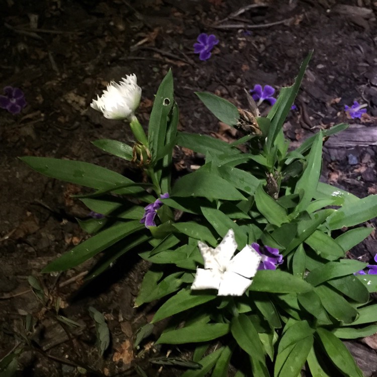 plant image 970554