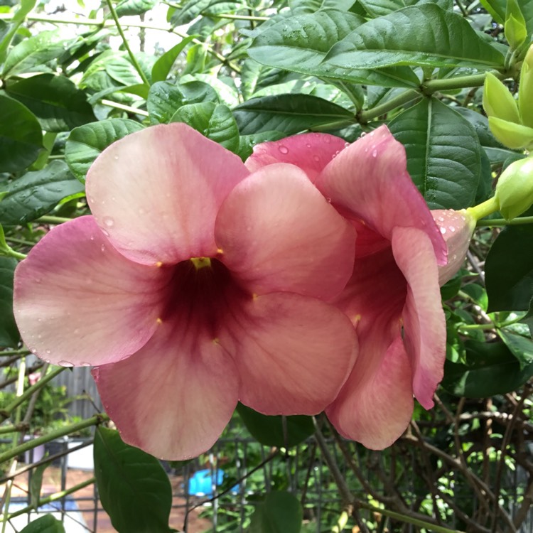 Plant image Allamanda