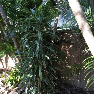 Dracaena fragrans 'Janet Craig' Compacta