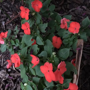 Impatiens walleriana