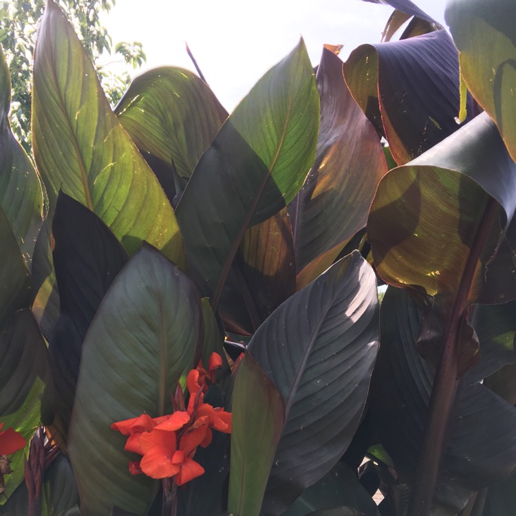 plant image 519199