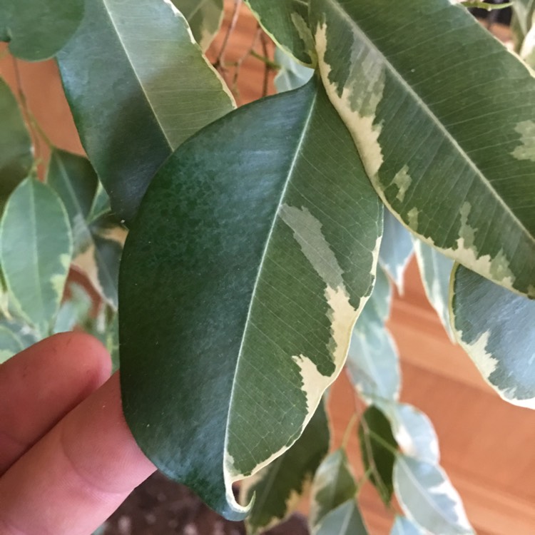 Plant image Ficus benjamina 'Golden King'
