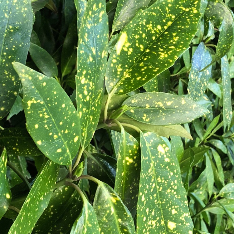 Plant image Aucuba japonica 'Golden King'