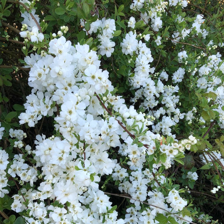 plant image 672948