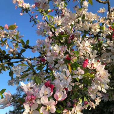 Cherry Tree