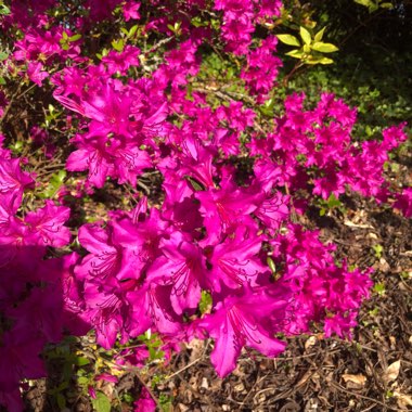 Azalea