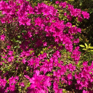 Azalea
