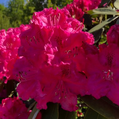Rhododendron
