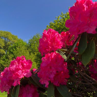 Rhododendron