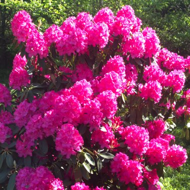 Rhododendron