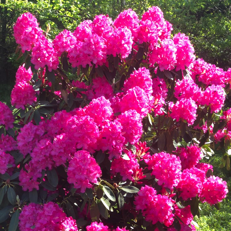 plant image 691380 plant image 691380