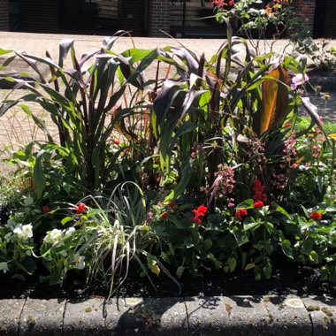 Martin's garden