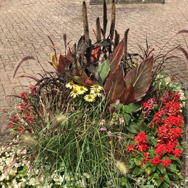 Martin's garden