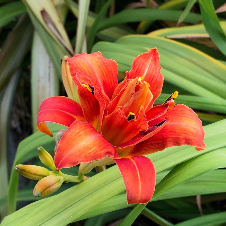 plant image 787515