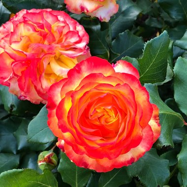 Rose (Hybrid Tea)