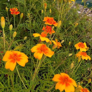 Marigold