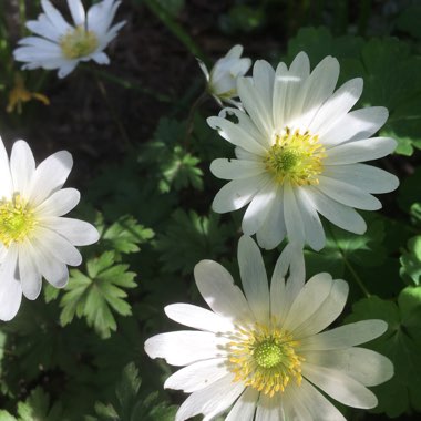 Winter Windflower