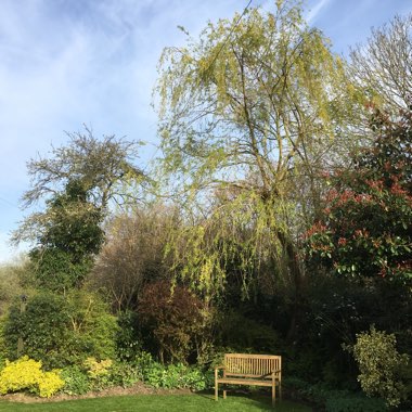 Judi's garden