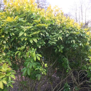 Mexican Orange Blossom