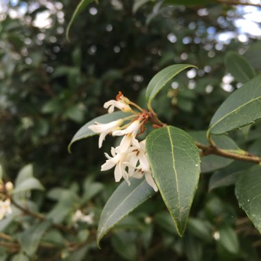 Burkwood osmanthus