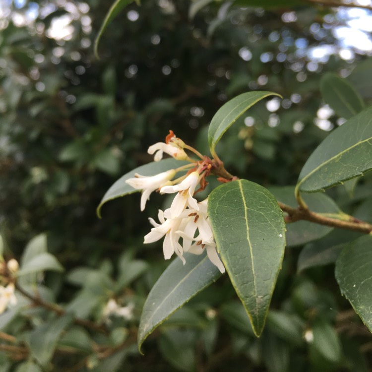 Plant image Osmanthus x burkwoodii