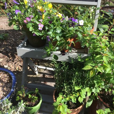 Judi's garden