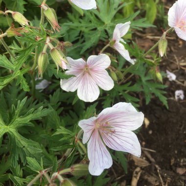 Geranium 'Kashmir White'