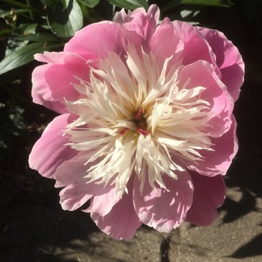 Judi's garden