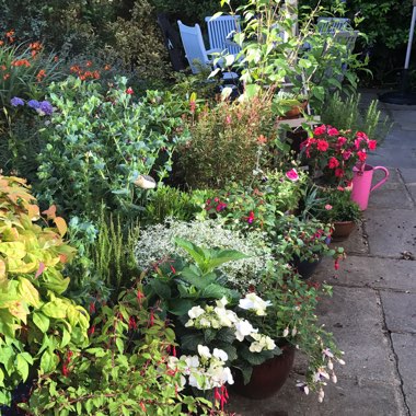 Judi's garden