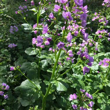 Judi's garden