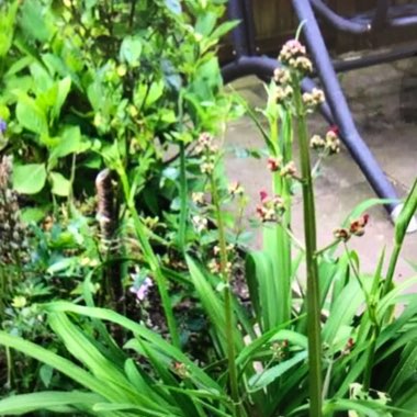 Judi's garden