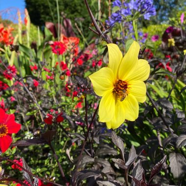 West Sussex's garden