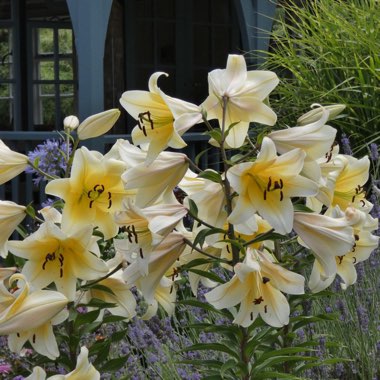 West Sussex's garden