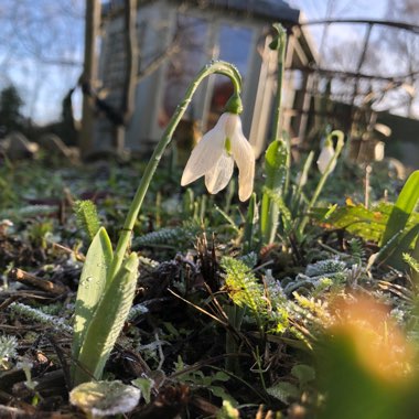 West Sussex's garden