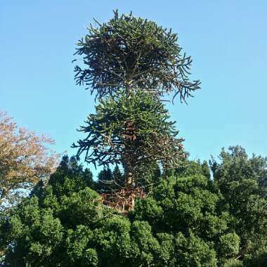 Araucaria araucana