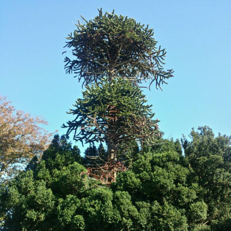 Plant image Araucaria araucana