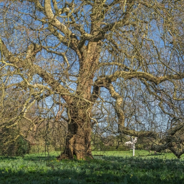 plant image 256826