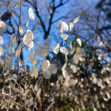 Lunaria annua