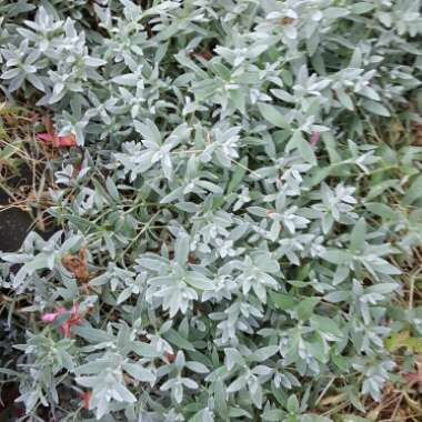 Susan's garden